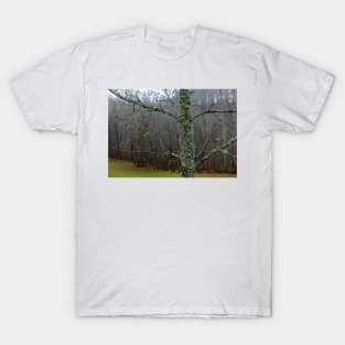 Moss wrapped old tree in autumn T-Shirt